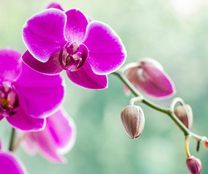 Orchidee