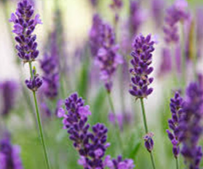 Provence