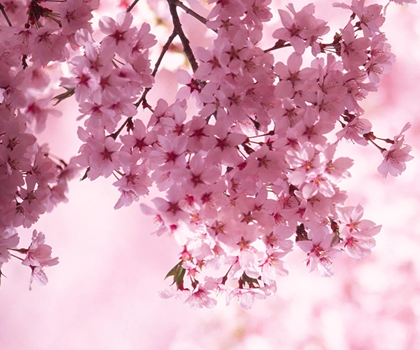 Cerise